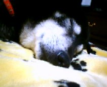 2006220yabl.jpg